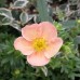 Potentilla Daydawn C2